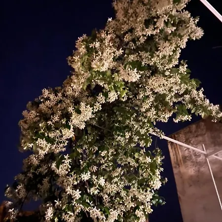 Lägenhet #soloperte *